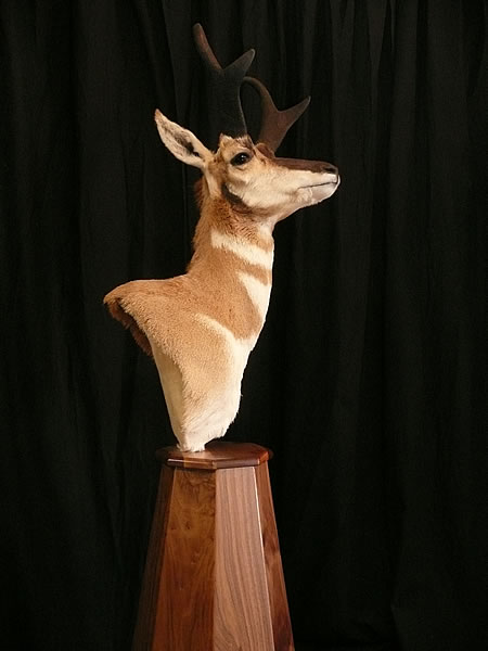 Antelope Pedestal With Floor Base