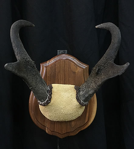 Horn Mount