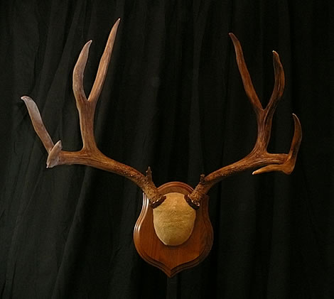 Antler Mount