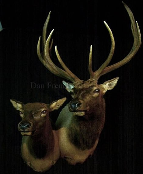 Cow & Bull Elk Mounts