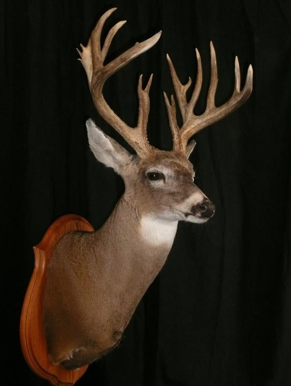 Deer Taxidermy 14