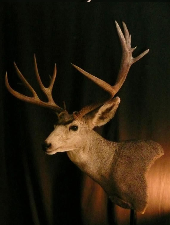 Deer Taxidermy 5