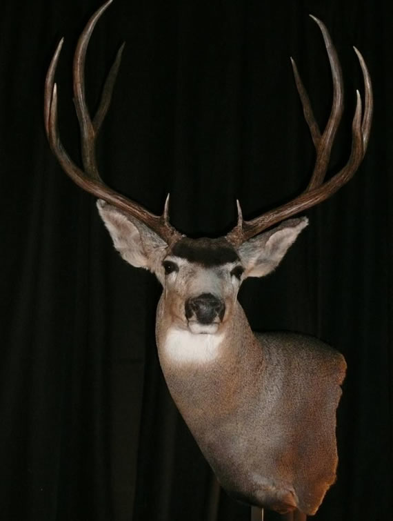Deer Taxidermy 7
